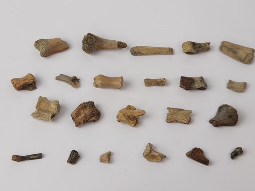 Turtle bone fossil - turtle,