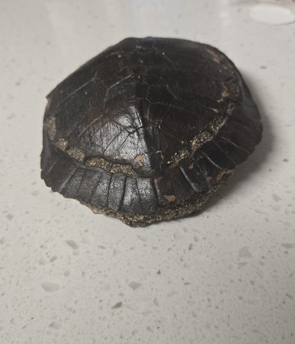 Turtle fossil preserve - turtle,