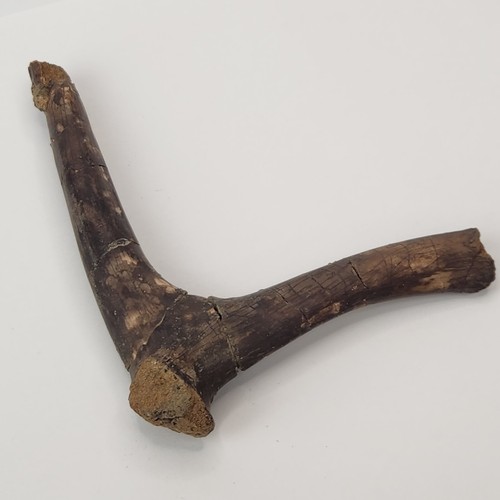 Turtle scapula fossil aguja - scapula,