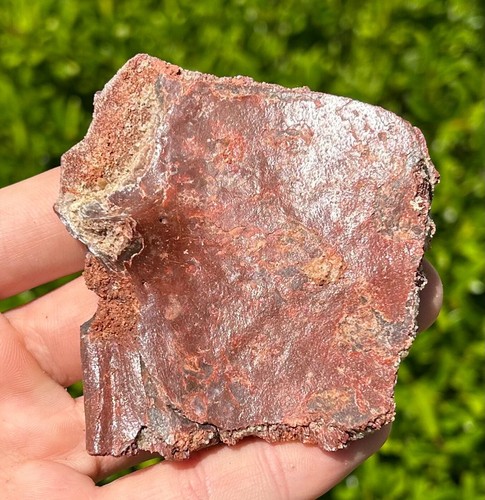 Kem fossil turtle - kem, shell