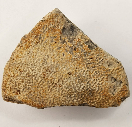 Cretaceous turtle shell fossil - cretaceous,