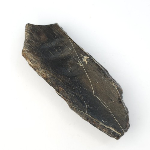 Marine turtle shell - marine,
