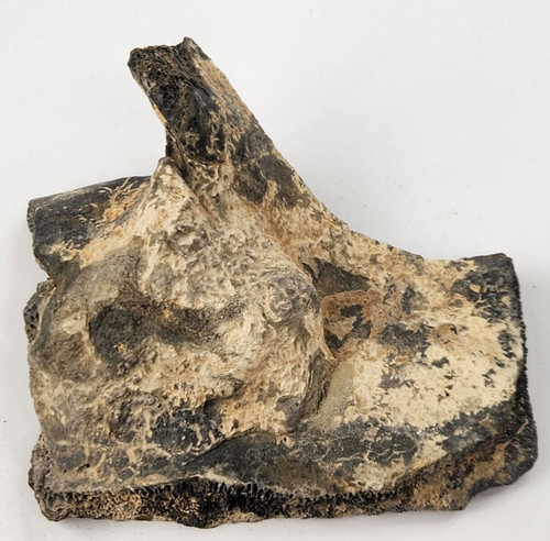 Pathological turtle shell - turtle,