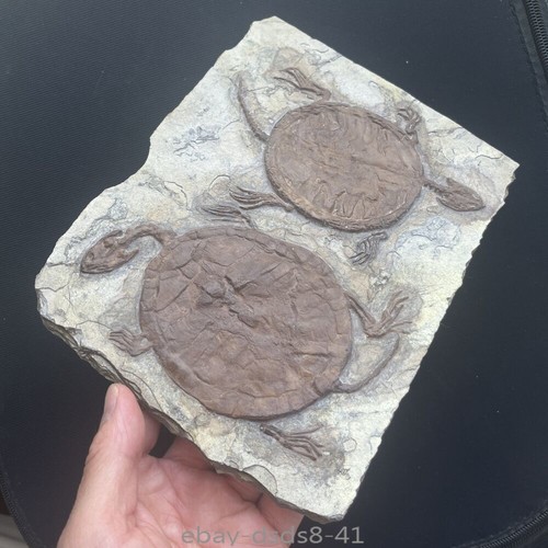 Unique real turtle fossil - unique,