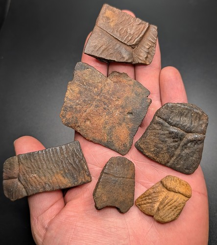 Ice age turtle fossil - turtle,