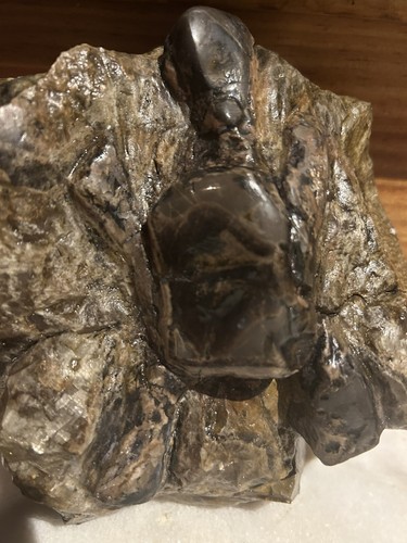 Complete turtle fossil very - fossil.,