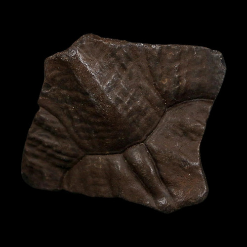 Turtle fossil nuchal - fossil,