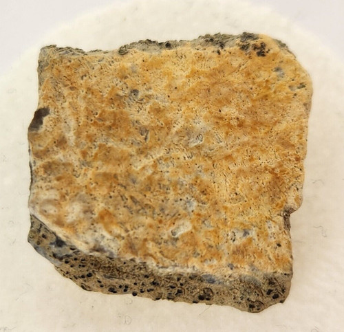 Turtle shell fossil - shell,