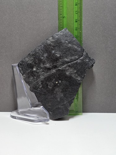Fossil turtle shell - turtle,