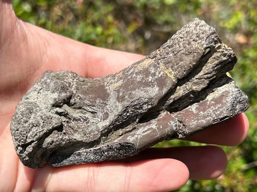 Protostega cretaceous turtle - cretaceous,