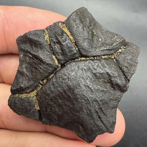 Fossil turtle scute - turtle,
