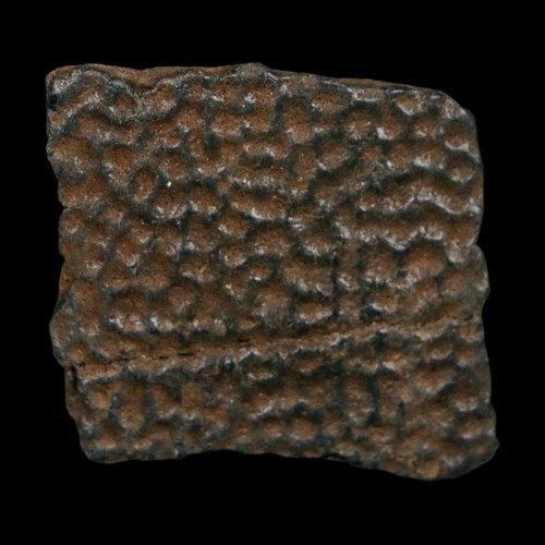 Turtle fossil shell - turtle,