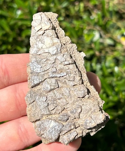 Rare jurassic fossil turtle - rare,
