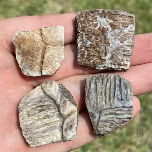 Fossilized turtle shell - fossilized,