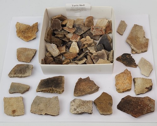 Turtle shell fossils hell - shell,
