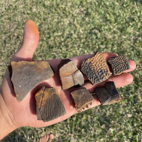 Fossil turtle shell - fossil,