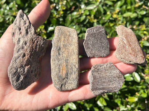 Nice texas fossil - fossil, marine