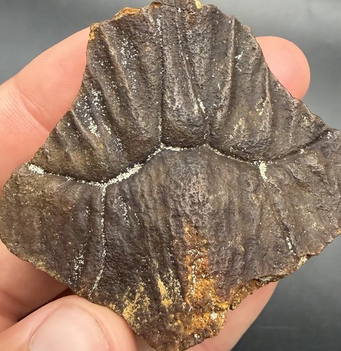 Extinct turtle nuchal scute - extinct,