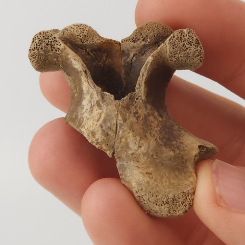 Turtle cervical vertebra - turtle,