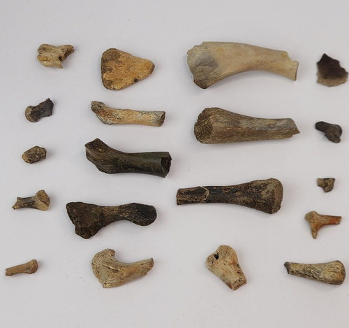 Turtle bone fossil hell - bone,