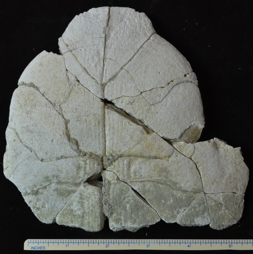 Fossil turtle plastron - fossil,