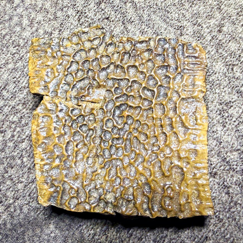 Fossil fossilized turtle - , shell