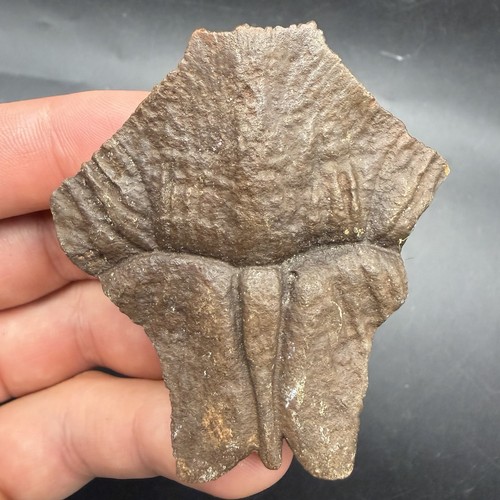 Turtle nuchal scute ice age - scute,