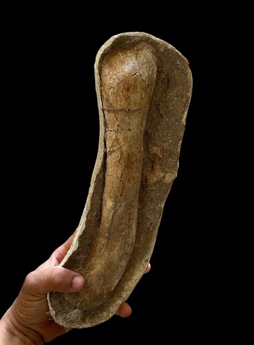 Giant fossil turtle bone - giant,
