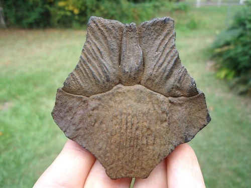 Top quality turtle - turtle, nuchal