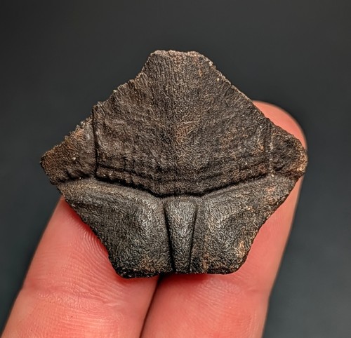 Exceptional juvenile turtle - exceptional,