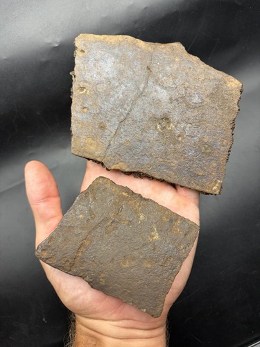 Two huge turtle shell - huge, fossil