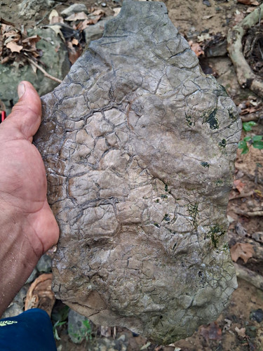 Large fossilized turtle shell - large,