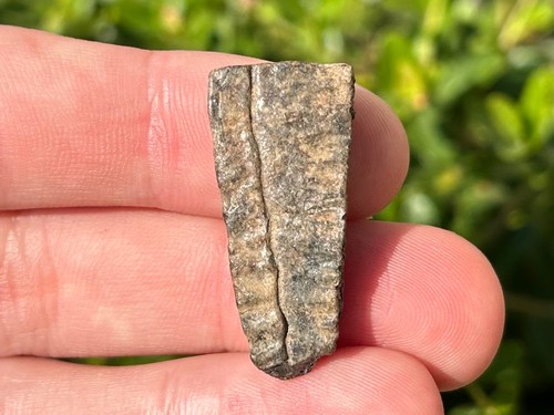 Fossil turtle shell florida - fossil,