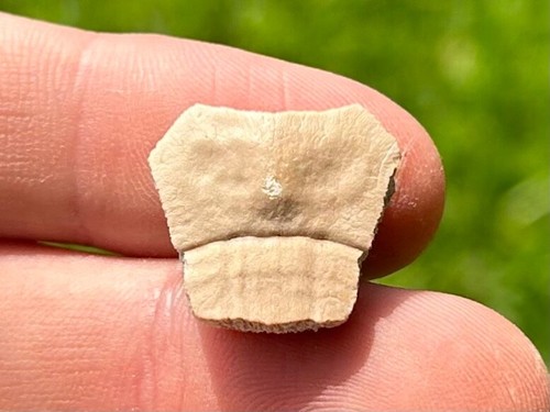 Texas miocene fossil turtle - fossil,